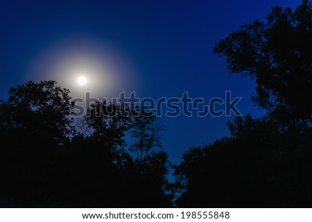 night full moon through the dark branches of trees