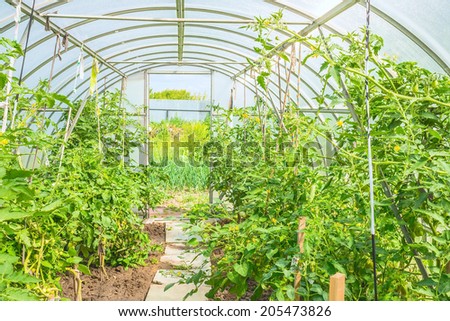 the arch of the greenhouse tomato seedlings in early spring