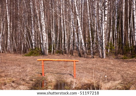 Birch Wood Background