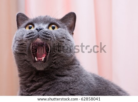 Grey thoroughbred cat on white background