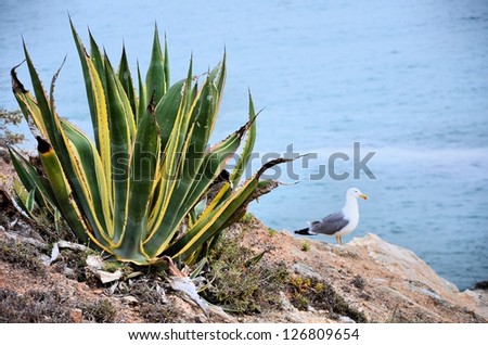 Cactus and gull