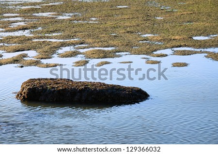 Rocks and sand in the river at low tide