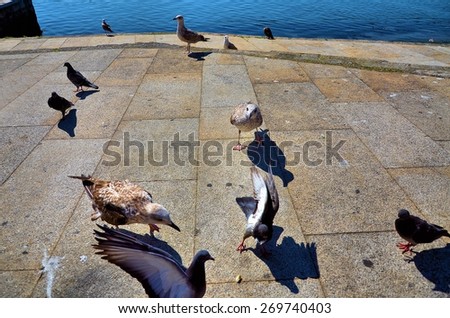 Gulls and pigeons fighting on the ground