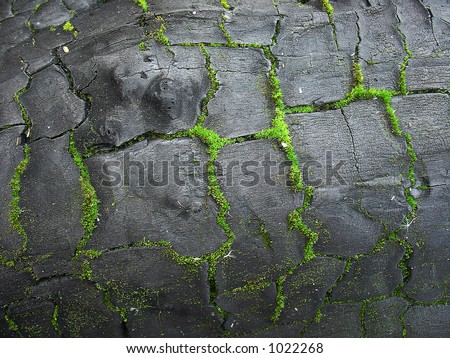 stock-photo-the-old-scorched-tree-in-cracks-the-green-moss-has-grown-1022268.jpg