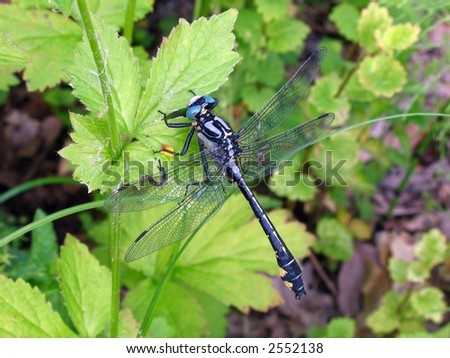 Greater dragonfly sits on  plant. Summer. Insect.