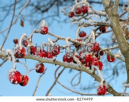 Red berry  hawthorn food for birds. Winter.
