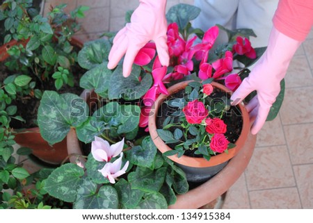 florist woman planting at home garden,  transplant flowers roses, cyclamen
