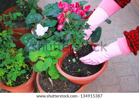 florist woman planting at home garden,  transplant flowers roses, cyclamen