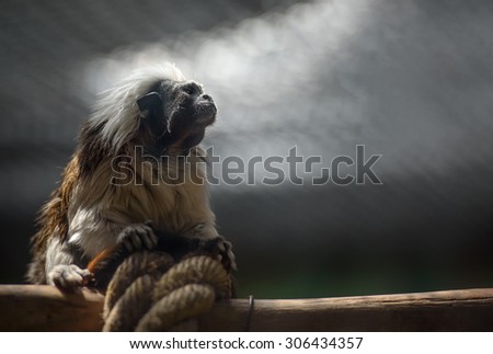 Portrait of cotton-top tamarin monkey with copy space