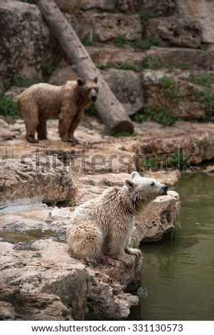 Two syrian brown bears resting on a river bench