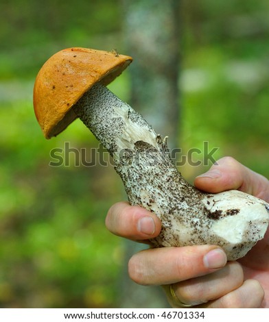 Hand holding orange birch bolete