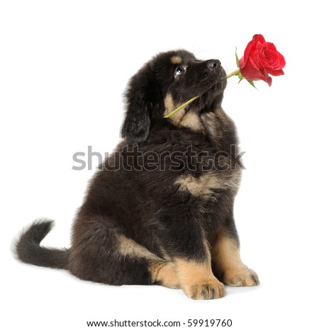 Puppy dog holding red rose in its mouth, looking up, isolated on white - stock photo Puppy dog holding red rose in its mouth, looking up, isolated on white - stock photo