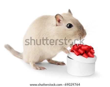 [COMPLETO] Modelo Fotográfico Stock-photo-cute-little-gerbil-with-open-gift-box-isolated-on-white-background-69029764