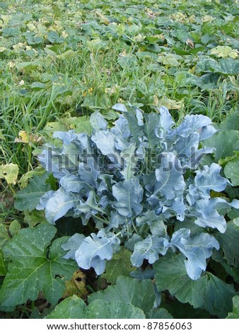 The cabbage grown in vegetable plots