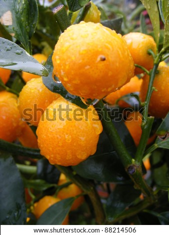 Potted orange Clementine Mandarin Tree