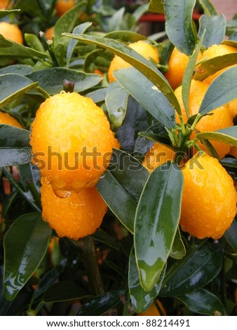 Potted orange Clementine Mandarin Tree