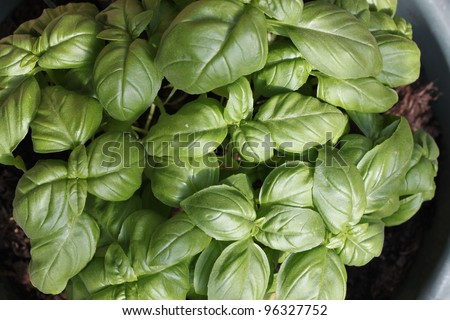 Basil herb plant growing in a pot in summer