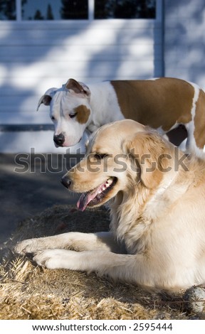 Pitbull Golden Retriever