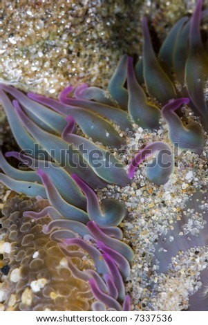 pacific anemone