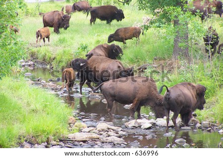 Some buffalo(bison) by a stream in the Black Hills of South Dakota