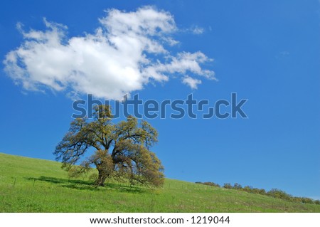 tree in a spring meadow