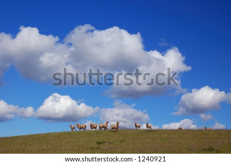 sheep grazing on the hillside in spring