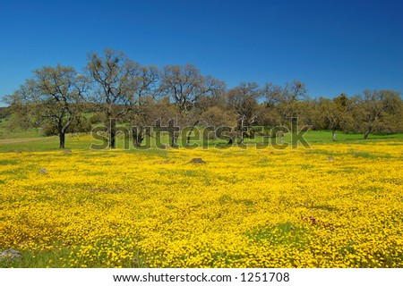 wildflower meadow in springtime, near Chinese Camp, California