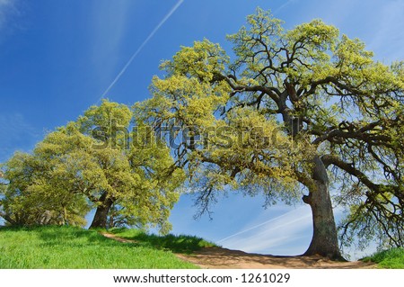 oak trees on a hillside in spring