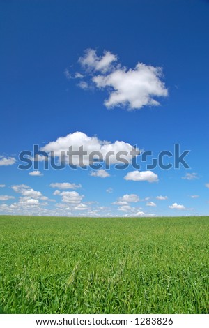 grassy meadow in the spring