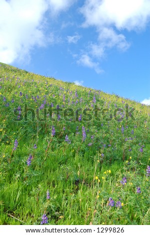 meadow in springtime with flowers