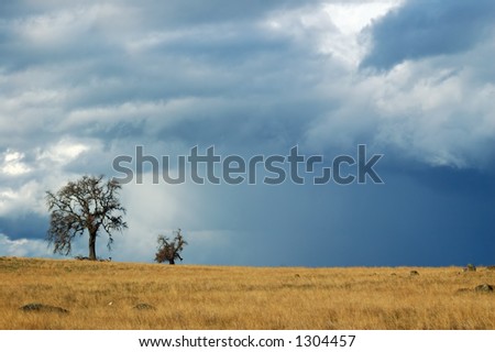 field and tree at the edge of a spring storm. this storm also spawned a tornado, unfortunately I did not see it
