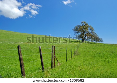 tree in a spring meadow