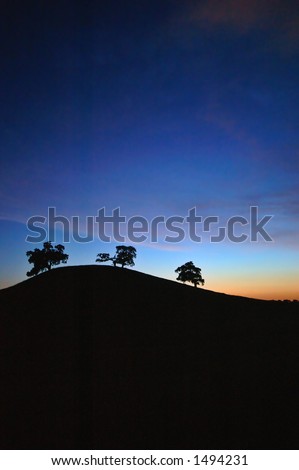 Oak Trees at sunset