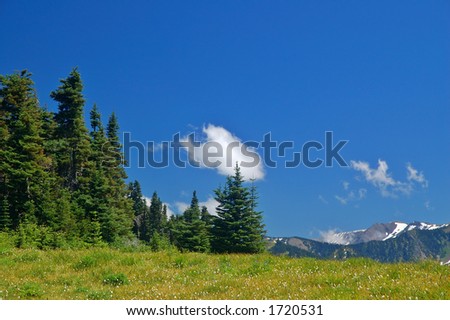 a meadow high in the mountains of Washington State