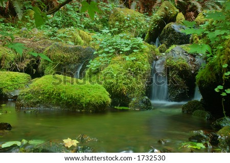 waterfall in a Pacific Northwest forest on the Olympic Peninsula on a wet, cloudy day