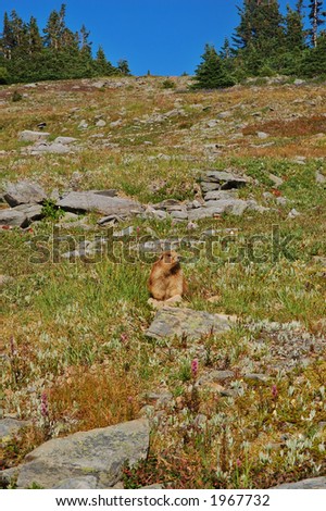 Olympic Marmot, (marmota olympus), a rare species of Marmot found only in the mountains of the Pacific Northwest