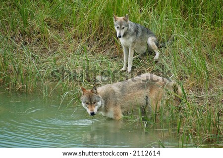 A pair of Rocky Mountain Grey Wolves (canis lupus) getting a drink of water