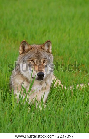 Rocky Mountain Grey Wolf, Canis Lupus