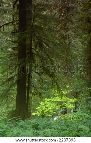 Pacific Northwest rainforest on the Olympic Peninsula in Washington State
