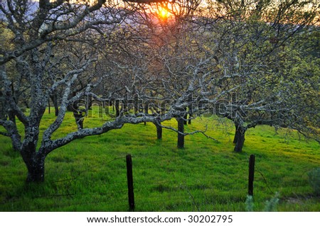Early spring rural sunset in an orchard in early spring