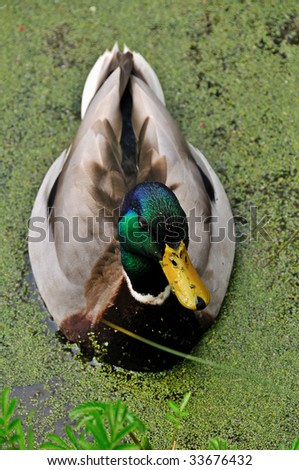 duck swimming in a pond with green algae