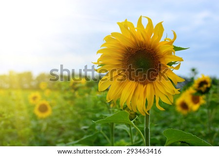 The scenic landscape with sunflowers. Agricultural industry background. Summer natural background.