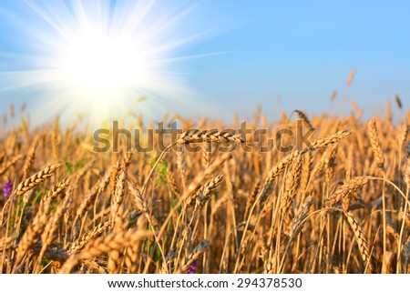 Golden wheat field in sunny day, agricultural industry