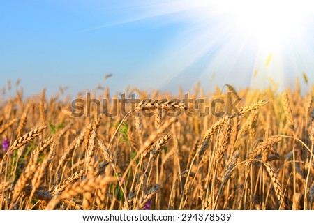 Golden wheat field in sunny day, agricultural industry