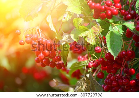 European Cranberrybush (red Viburnum berries), autumn scene, natural background