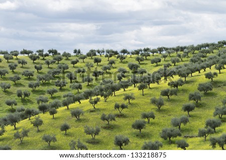 olive groves in Portugal at the beginning of the summer