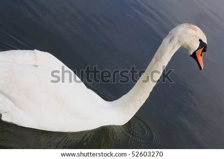 Swan in all its glory