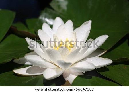 stock photo lotus flower surrounded by leaves side view