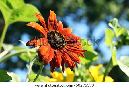 Red Sunflower plants