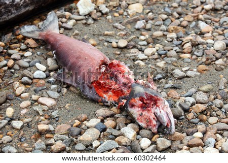 Dead Salmon during spawning, partially eaten by wild animals